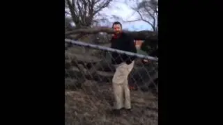 Giant tree falling