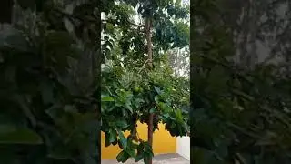 Avocado plant 2 year Review By Bangalore Nursery Owner/ Butter Fruit Plant Review, in Kannada.