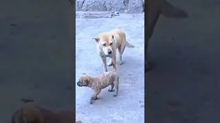 Dog Dancing to Pinoy HipHop! 🤣🐶 #dogshorts #dog #dance #shorts #philippines #hiphop