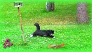 Cat chasing a squirrel