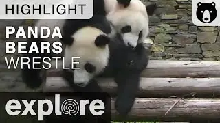 Panda Bear Wrestling - Gengda Wolong Center - Live Cam Highlight