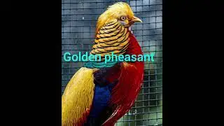 Top 5 Most Amazing Bird Facts You Won&rsquo;t Believe 🐦
