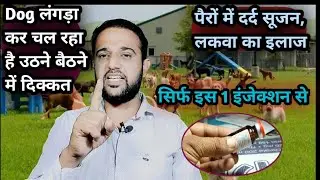 Dog ko Lamness, लंगड़ापन, उठने बैठने में दिक्कत, पैरों में दर्द सूजन इलाज इस एक इंजेक्शन से
