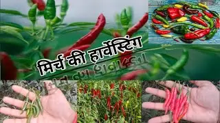 Mirchi ki katai or harvesting| Green chilli, Red chilli, black chilli 