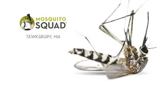 Pest Control Tewksbury MA | Mosquito Pest Control Tewksbury MA | Tick Control Company Tewksbury