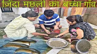 ज़िंदा मच्छली का बच्चा गाँव | molly fish give birth👌