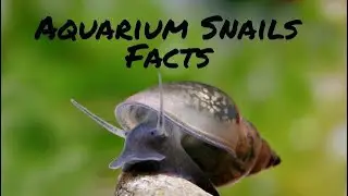 Aquarium Snail Facts (EDUCATIONAL)