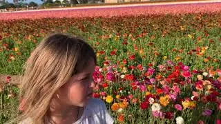 Hot and cold colors at Carlsbad Flower Fields behind Armstrong Garden Center