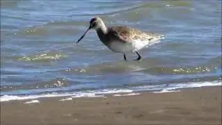 Becasa de mar (Limosa haemastica).