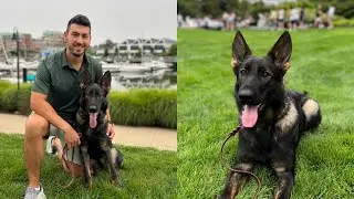 German Shepherd Puppy Training Transformation | From Reactive to Focused