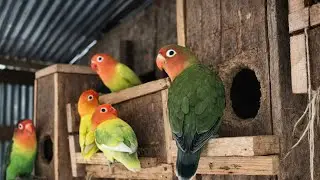 Colorful Lovebirds Nesting Together , Lovebirds Sounds #birds #lovebirds #cute #nature