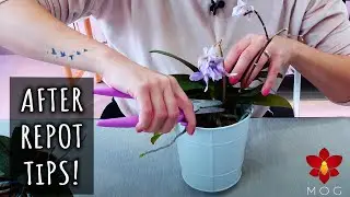 Итак, вы только что пересадили свою орхидею... Что теперь? - Советы после пересадки!