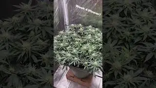 Watch as my OG Kush seeds transform!!! 🌱🪴🌳 I will be doing a big grow in Jan so Subscribe for more!