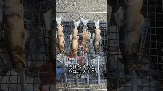 #鮎 #アユイング #岐阜 #長良川 #fish #fishing #sweetfish #gifu