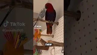 Why Do Male and Female Eclectus Look Different? 😲 #didyouknow #birdfacts #colours