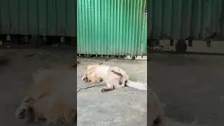 My funny dog #PetsAndAnimals #FunnyPets #AnimalLovers #AdorableAnimals #RelaxingWithPets