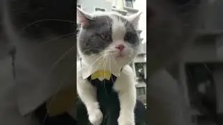 Melodic Meows: The Cutest Cat Serenade You'll Ever Hear 😺 #catlovers #felinefury #angrycat #cutecats