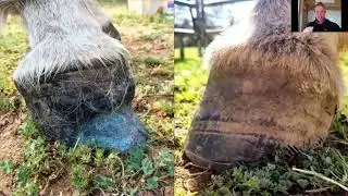 3 Hoof Issues Every Donkey Owner Should Know!