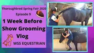 1 Week Before Show Grooming Vlog | Thoroughbred Spring Fair Show 2020 Vlog