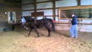 Ragtime Magic Moment AMHA #0144630