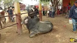 ESTA RAZA DE TOROS ESTA INCREIBLE-PLAZAS GANADERAS DE OAXACA.