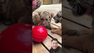 #bigcat #tiger #animals #reaction #remix #trending #funny #shorts #shortvideo #viralvideo