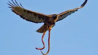 Hawk Drops Snake on family BBQ