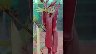 Garden idea- Red Okra harvest