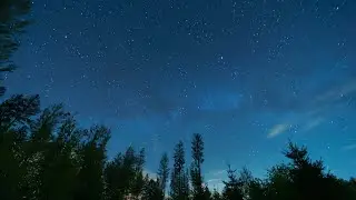 Forest Night Ambience 🌲 | Crickets & Soft Wind | 30 Minutes | No Talking | Calm Loop