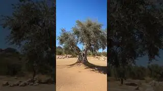 Olive Tree of Vouves