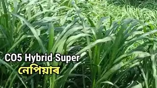 CO5 Hybrid Super napier Gass Cultivation in Bongaigaon// Cutting Available// Assam Agro Channel/