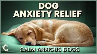 Dog Anxiety Relief Music 🐾 Calm Anxious Dogs with Soothing Sleep Sounds
