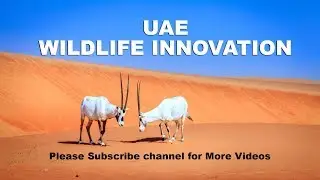 UAE Wildlife SANCTUARY