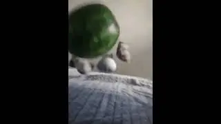 3 cats get killed by 1 watermelon with broken glass sound effect