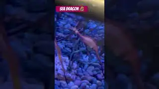 Sea Dragon 🐉 #aquarium #seadragons #shorts