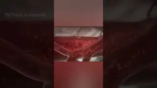 MOSQUITO BITE #facts #interesting #tmfactsinkannada #factsvideo #share #shortsvideo #factsinkannada