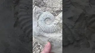 Ammonite Fossil in Matrix found while Hunting North Texas Creek #fossilhunting #fossilhunt