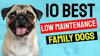 10 Best Low Maintenance Family Dogs/Easy to Care For Pets