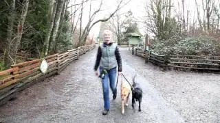 YogaDog Dog Training - Shannon Coppin - Vancouver BC