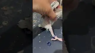 #short baby indian ringneck parrot just got the leg band