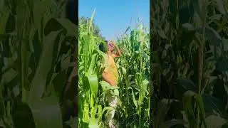 Kisaan 🙈#kisan #funny #comedy #fun #shorts