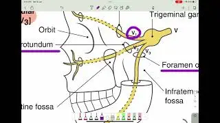Oral surgery | surgical anatomy in local anaesthesia