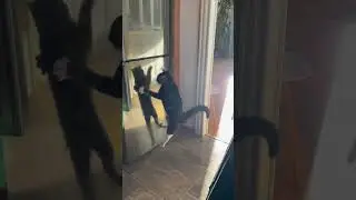 Милый кот играет со своей тенью #кот#короткоевидео #норвегия #bisayavlog