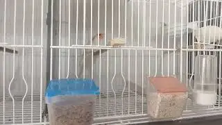 Aviario Pedro Alcaraz