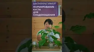Eggplant on the windowsill: Cut off the top with confidence ✂️