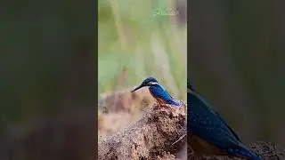 #photography #nikonindia #birds #wildlifephotography #sigma #nikon5300d #indianbirds #kingfisher