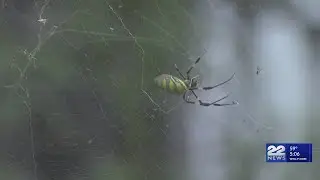 Giant, invasive Joro Spider spotted in Massachusetts