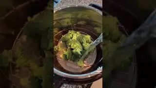 Instapot Steamed Broccoli
