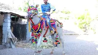 Der RamBhai's Horse Farm | Rupali MANEK #kathiawadi #marwadi #farm #horse #nukra #sindhi #gujarat #