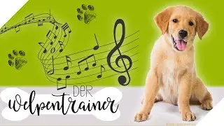Kreative Ger&auml;uschgew&ouml;hnung🎵 Purer Spa&szlig; f&uuml;r Welpen | Der Welpentrainer | sixx